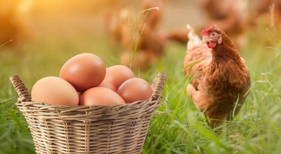 Правда ли яйца кур свободного выгула гораздо лучше обычных