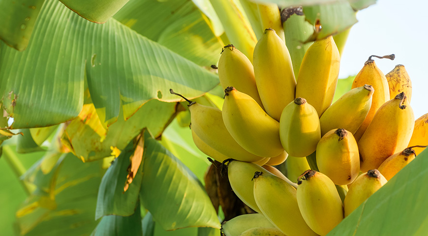Бананы: польза и вред, когда и сколько их нужно есть для крепкого здоровья — читать на Gastronom.ru