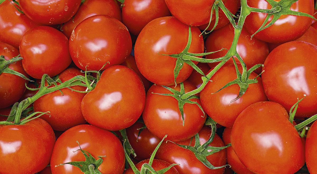 Синьор помидор: «Фестиваль томатов» в сети «Магнит»