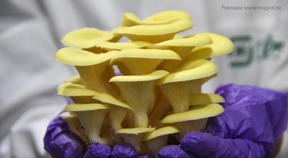 Грибы вешенки: как мы их выращиваем, чтобы у вас круглый год на столе были свежие грибы
